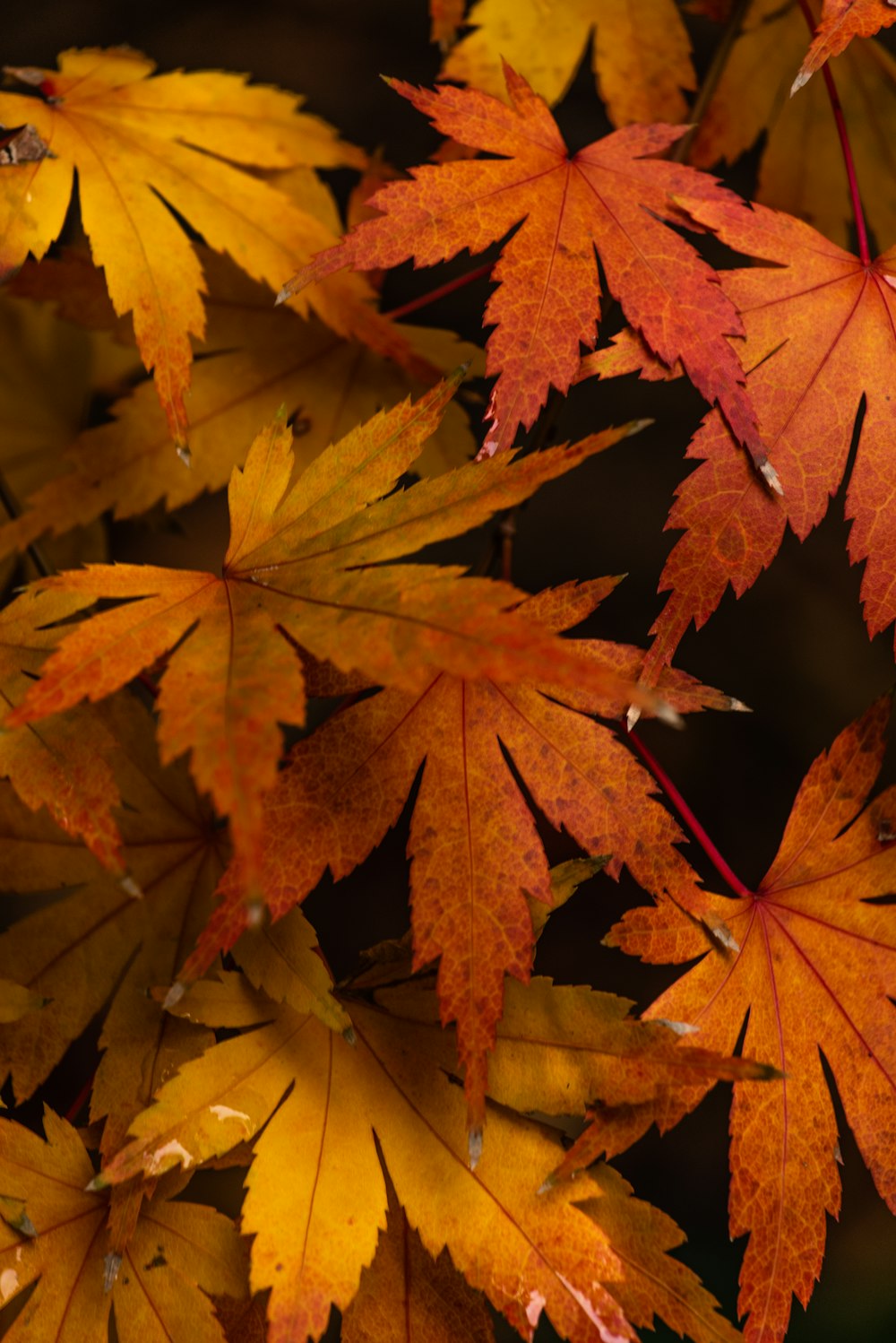 클로즈업 사진의 갈색 단풍잎