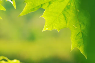 Close-up of fresh neem leaves gently resting on natural linen fabric with soft sunlight filtering through.