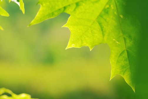 A close-up of vibrant green leaves with sunlight gently shining through, highlighting their texture and edges. The background is softly blurred, emphasizing the fresh and natural look of the foliage.