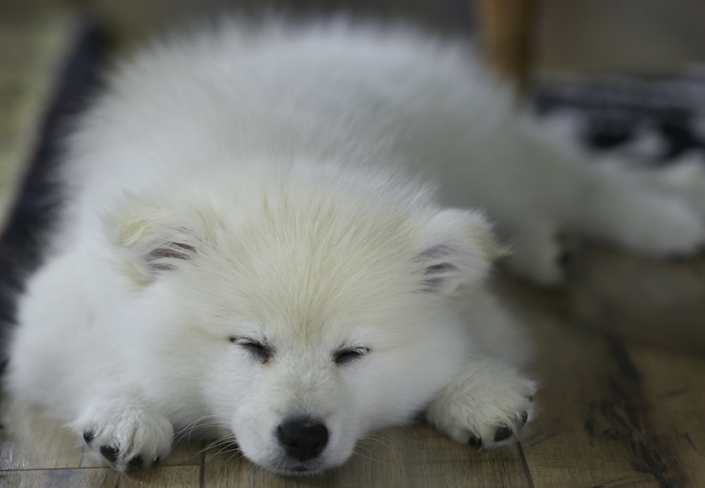 Perro blanco de pelo largo de tamaño pequeño
