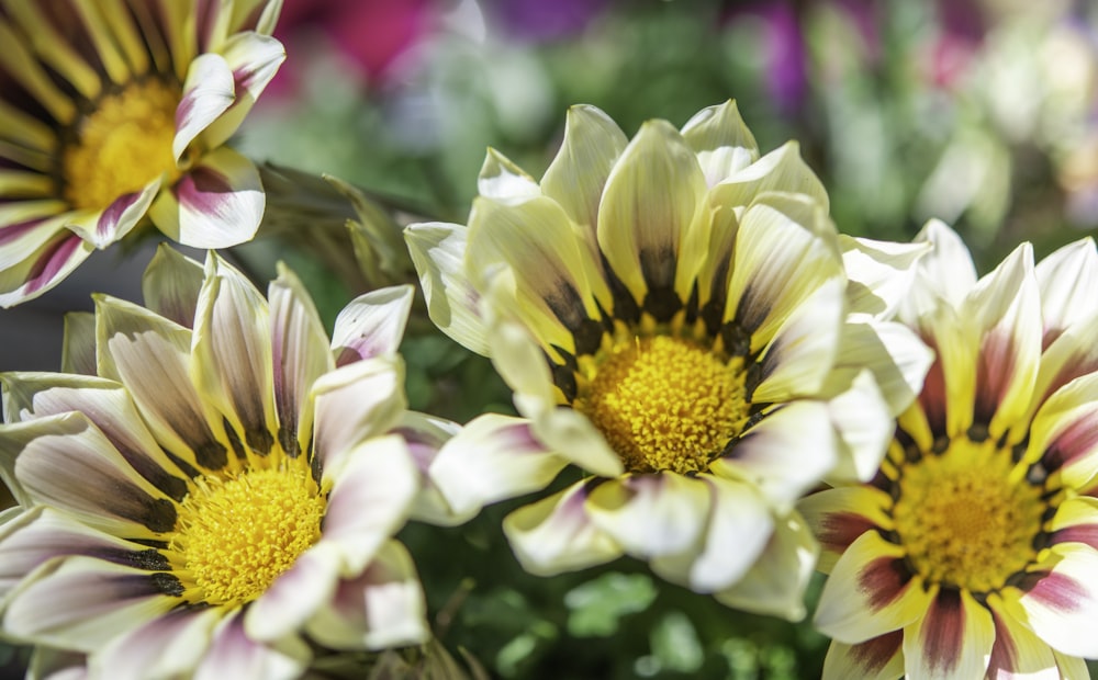 yellow and pink flower in tilt shift lens