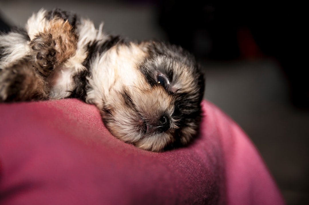 white and brown long coated small dog on red textile