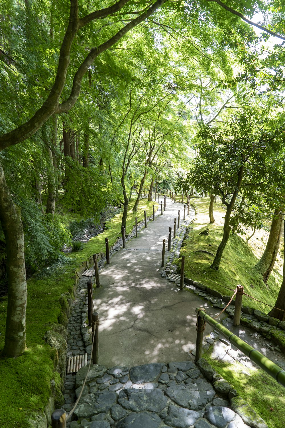gray concrete pathway between green trees during daytime