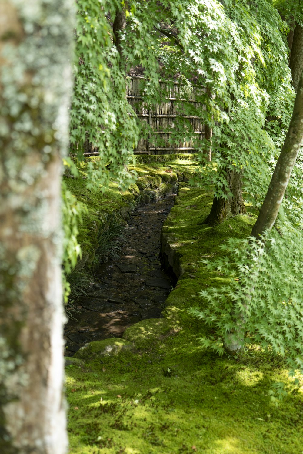 green grass and trees in forest during daytime