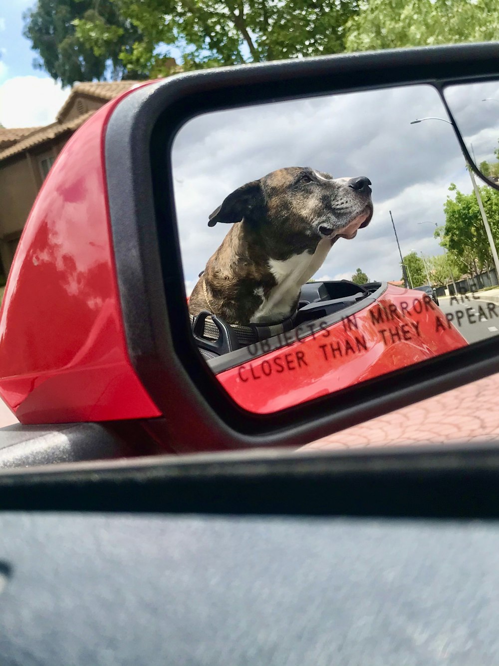 brown and white short coated dog in car window during daytime