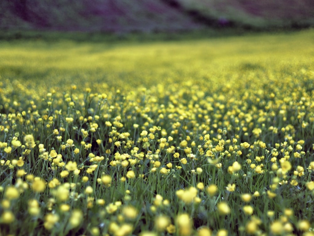 昼間の黄色い花畑
