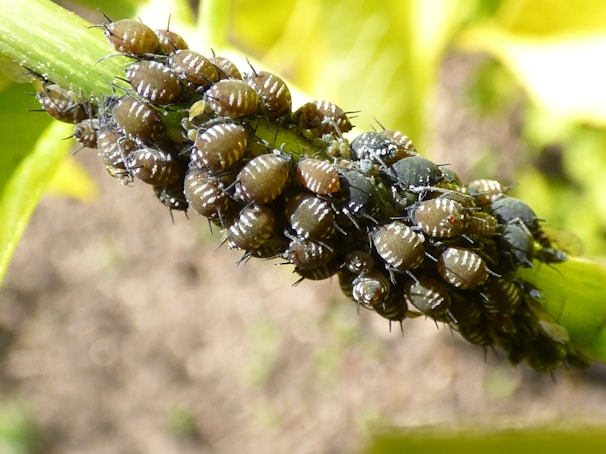 A cluster of small insects with segmented bodies and a shiny appearance is crowded together on a green plant stem. The insects have dark brown and black coloration with subtle white markings.