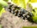 A cluster of small insects with segmented bodies and a shiny appearance is crowded together on a green plant stem. The insects have dark brown and black coloration with subtle white markings.