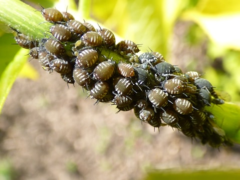A cluster of small insects with segmented bodies and a shiny appearance is crowded together on a green plant stem. The insects have dark brown and black coloration with subtle white markings.