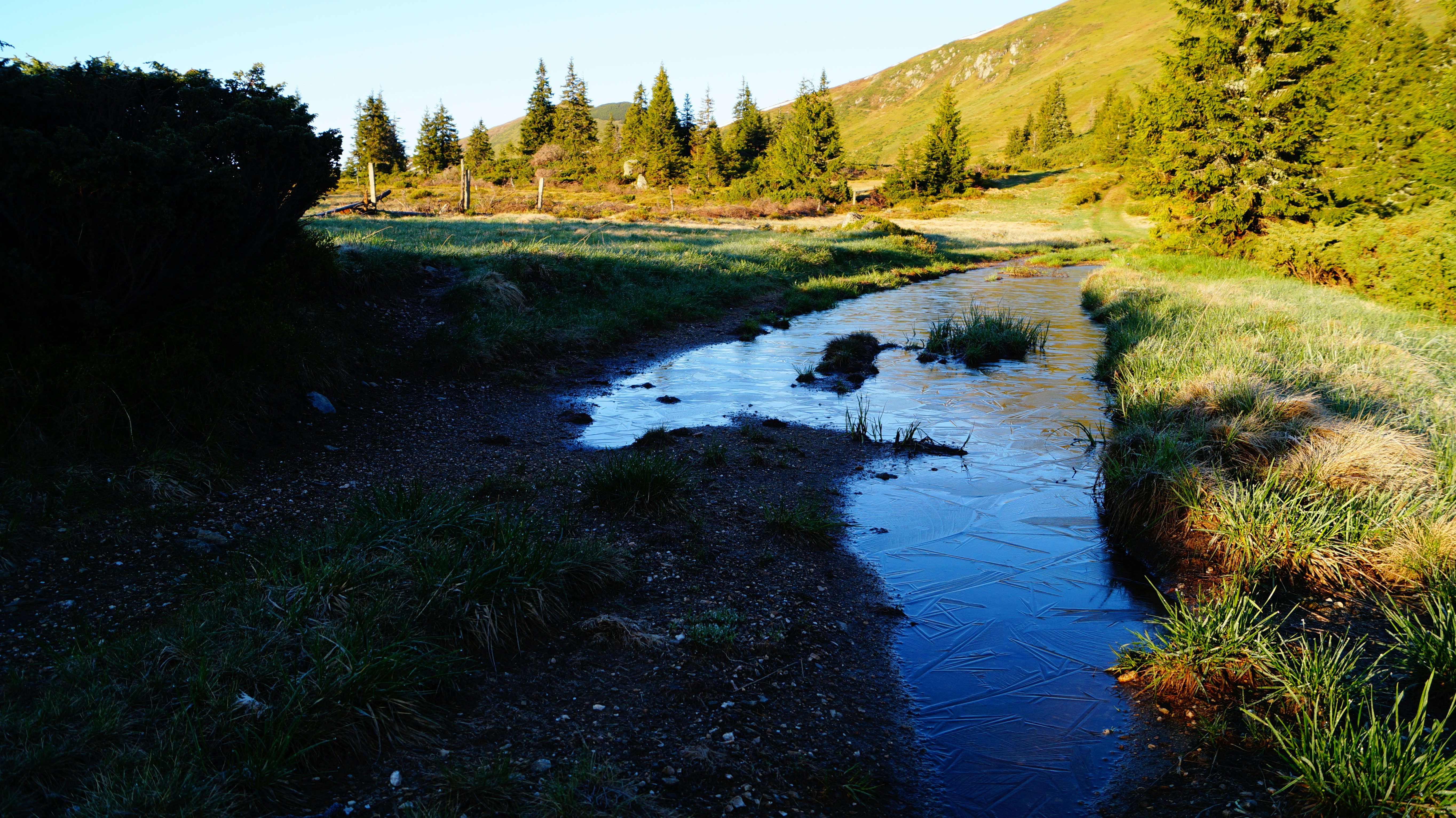a stream running through a lush green forest