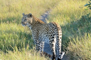 a leopard standing in the middle of a grassy field