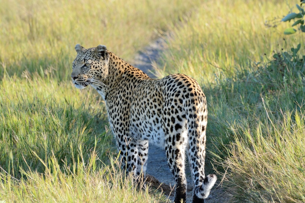 a leopard standing in the middle of a grassy field