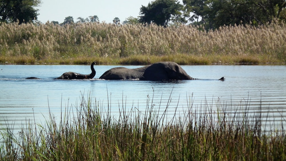 Deux éléphants nageant dans un plan d’eau