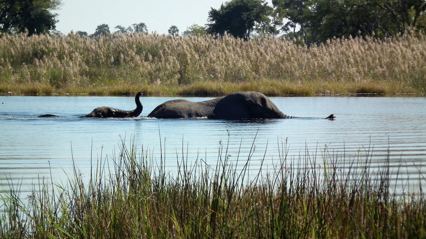 Two elephants swimming across deep water, trunks raised