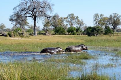 two hippos are wading through a shallow river