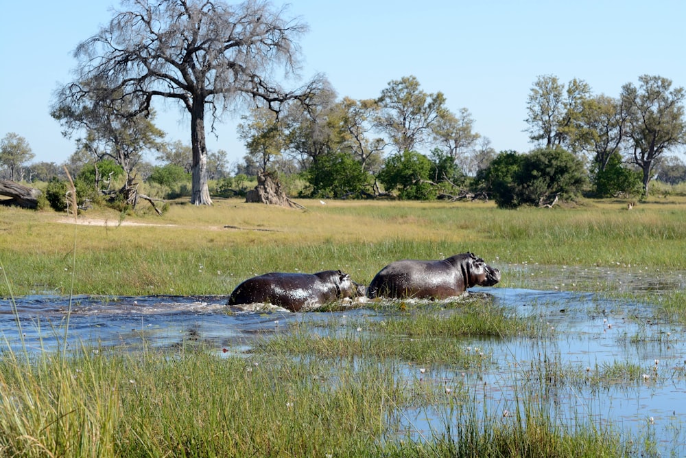 Deux hippopotames pataugent dans une rivière peu profonde
