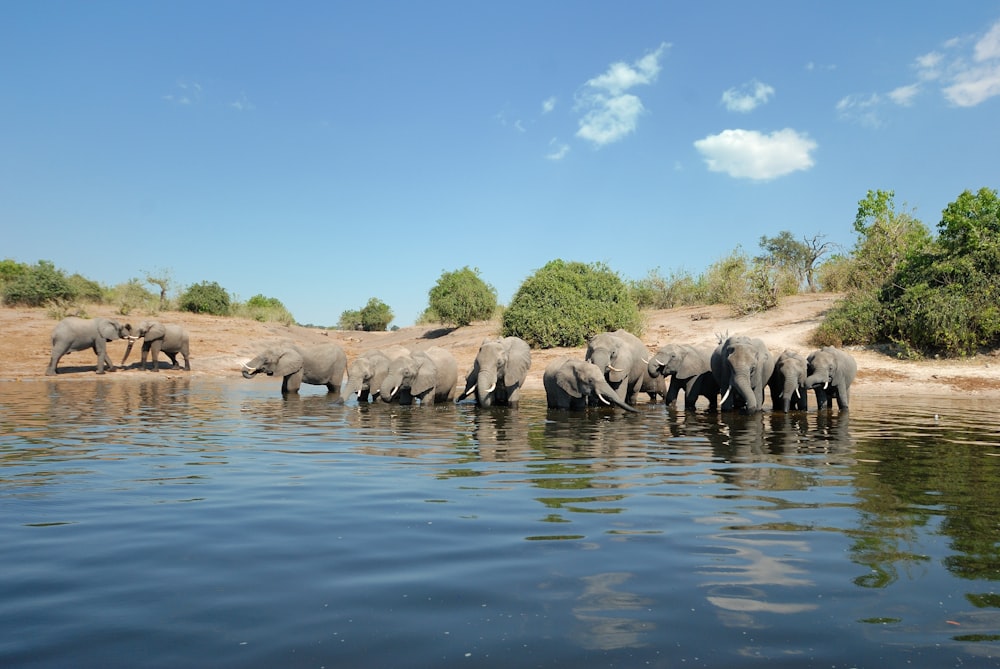 a herd of elephants drinking water from a river