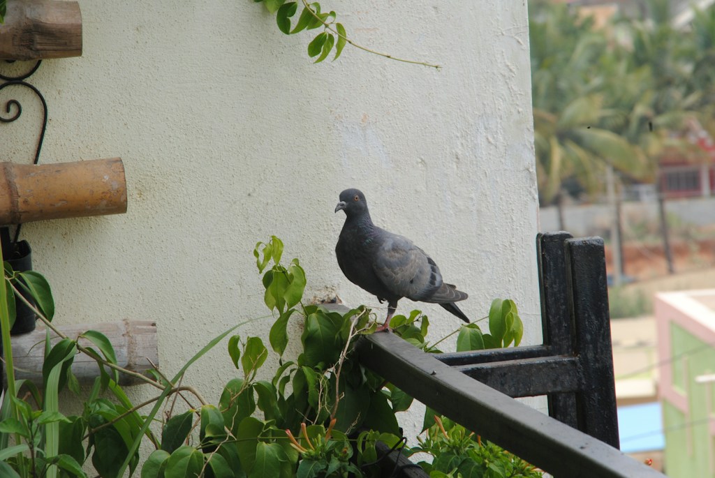 Pigeon Safety Net
