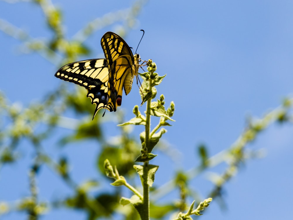 a butterfly sitting on top of a leafy plant