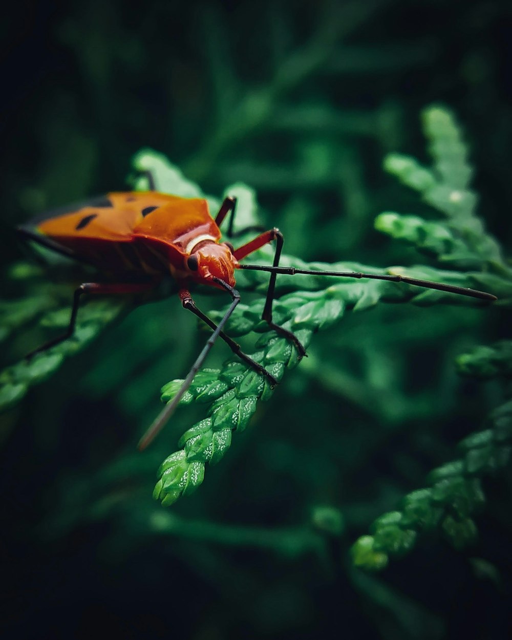 red and black bug on green leaf plant