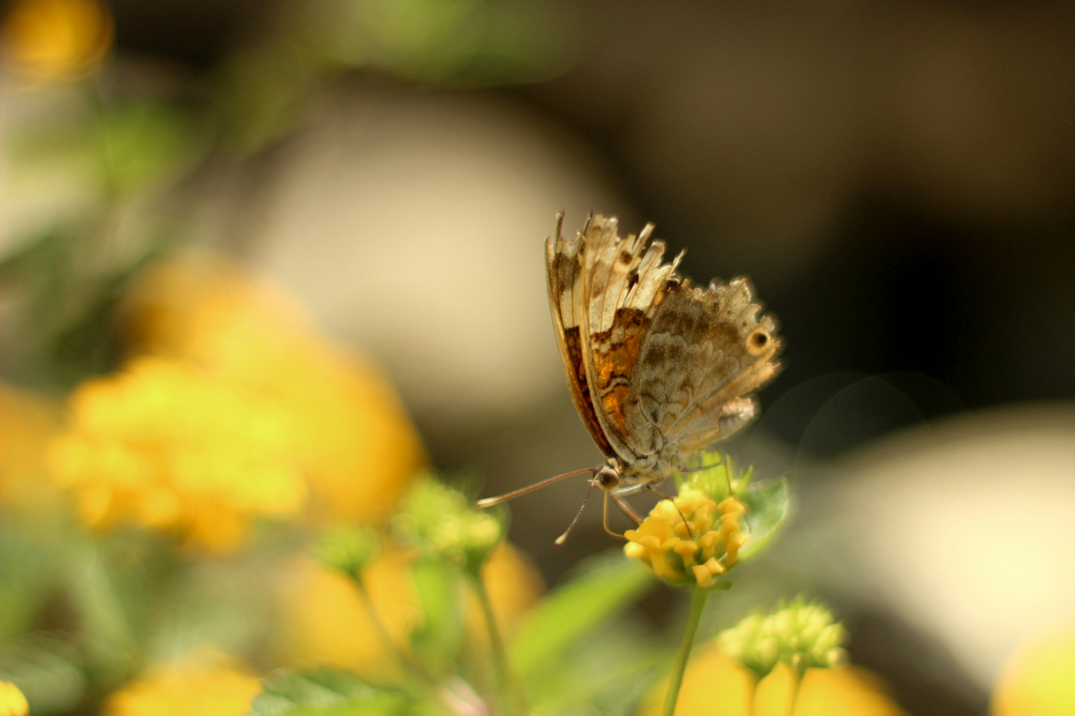 Photo by abimauludhi