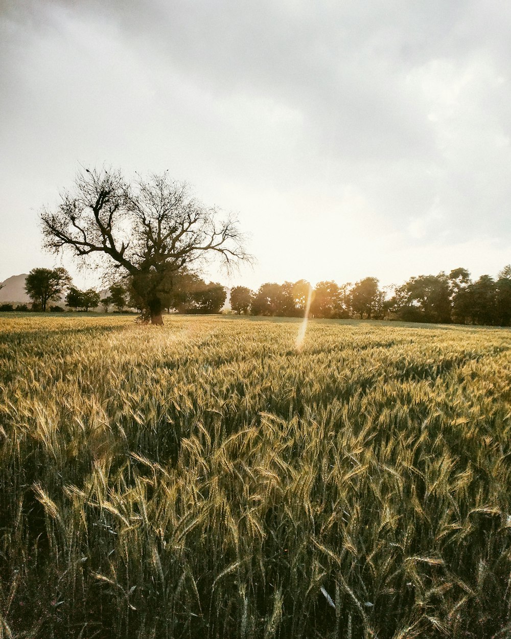 green grass field during daytime