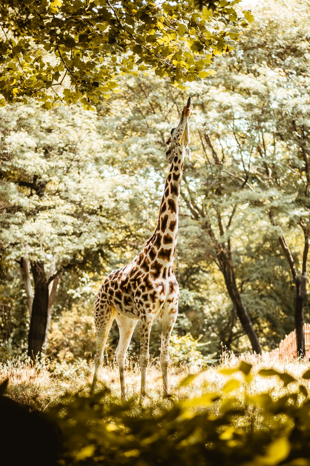 giraffe eating grass during daytime