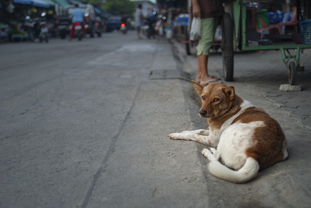 Perro de tamaño mediano de pelaje corto marrón y blanco acostado en el piso de concreto gris durante el día