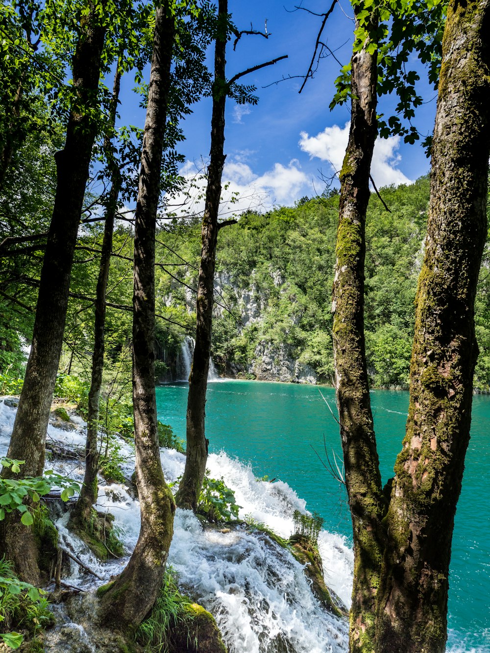 green trees near body of water under blue sky during daytime