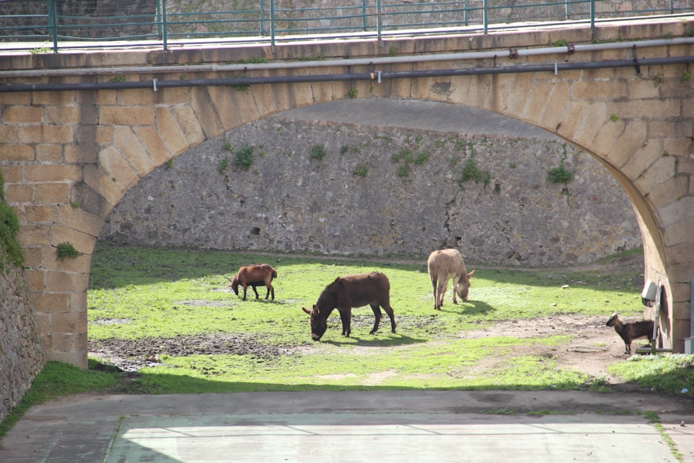 brown cow on green grass field during daytime