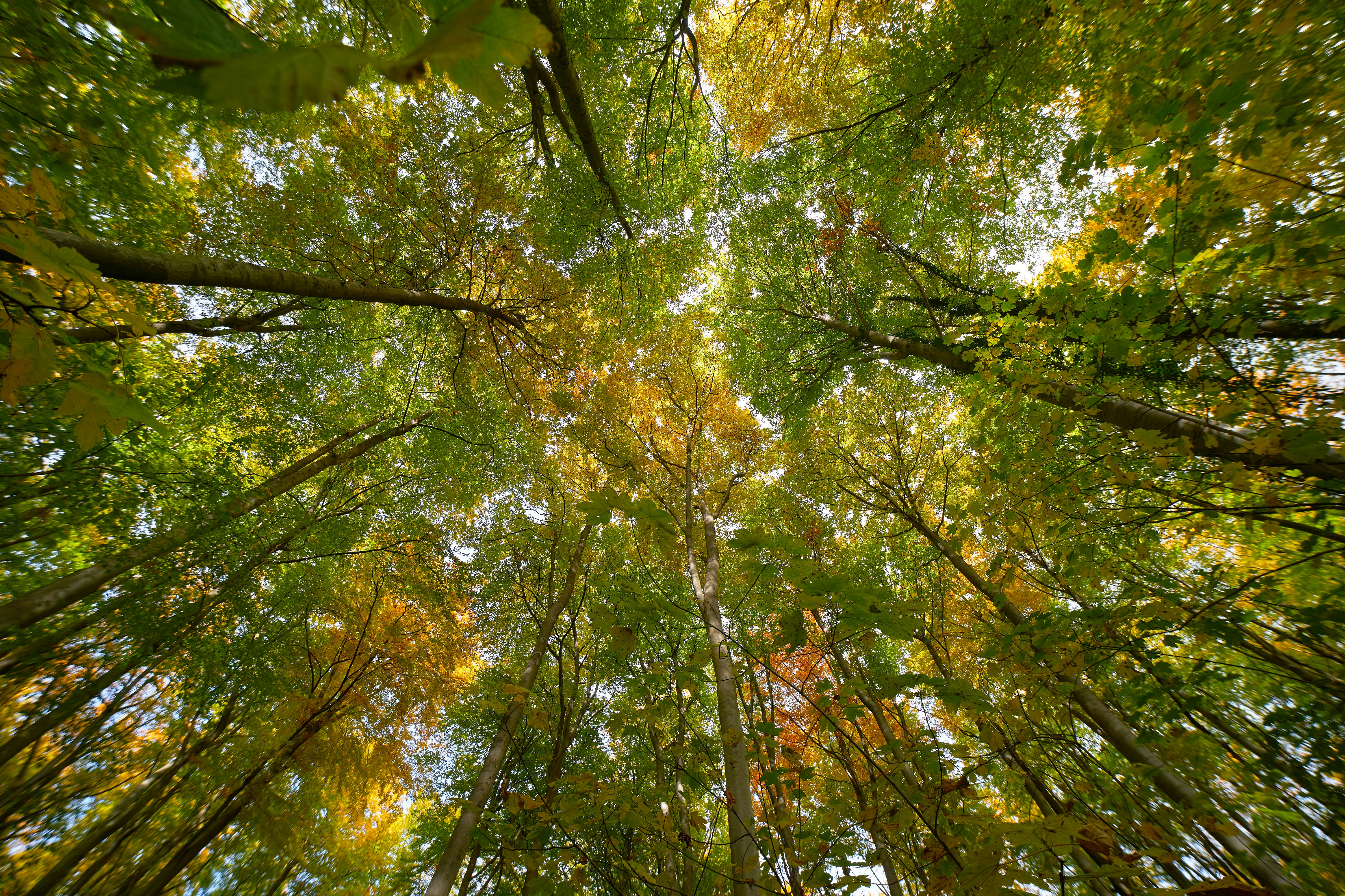 Photo by wolfgang_hasselmann