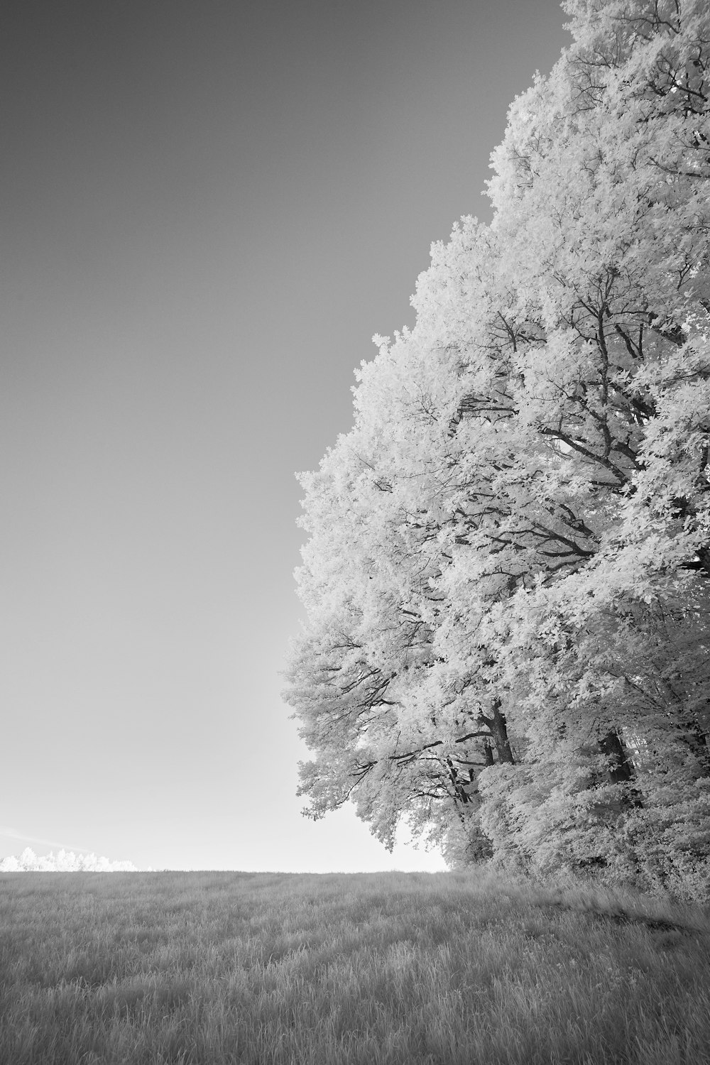 grayscale photo of trees covered with snow