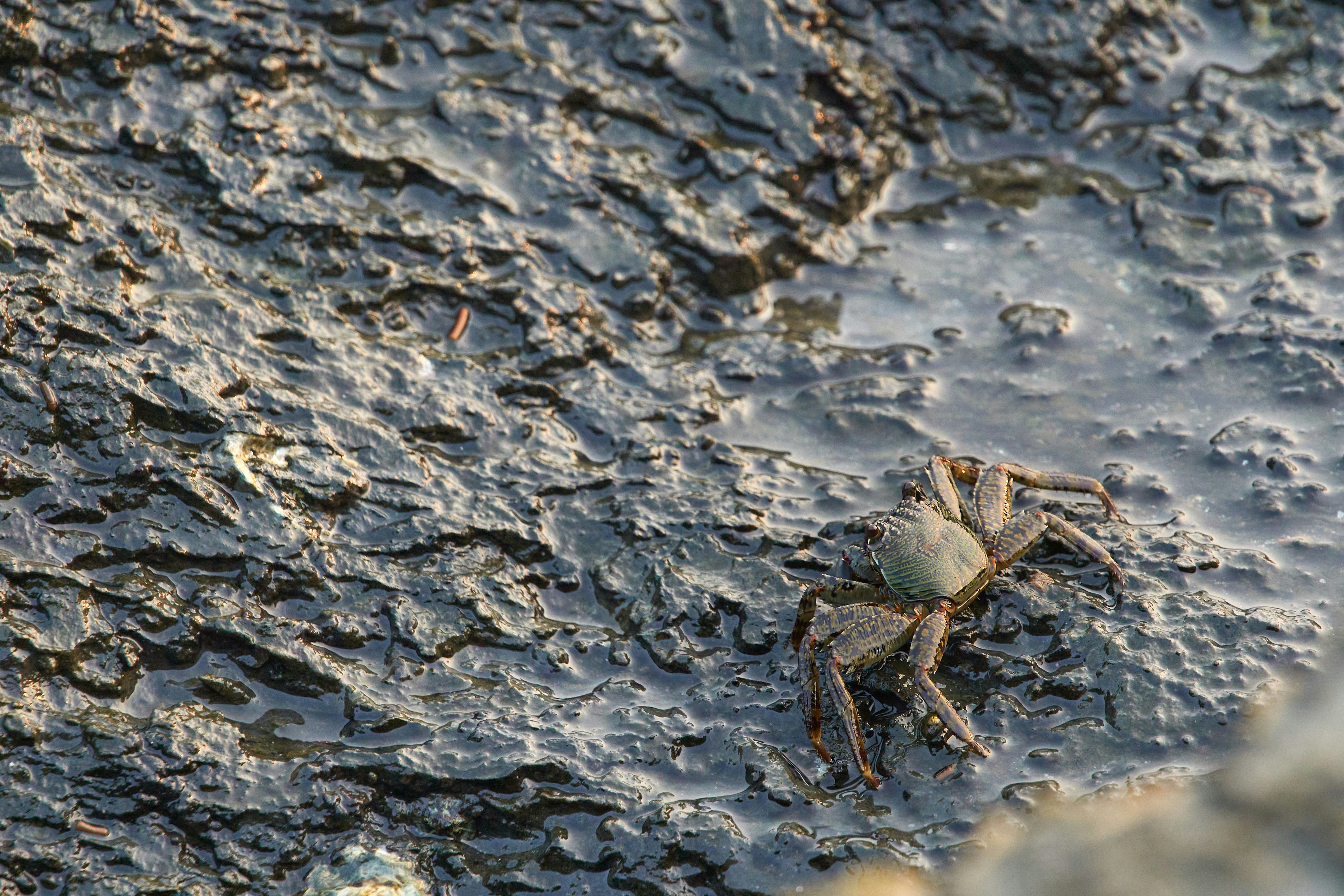 Photo by wolfgang_hasselmann