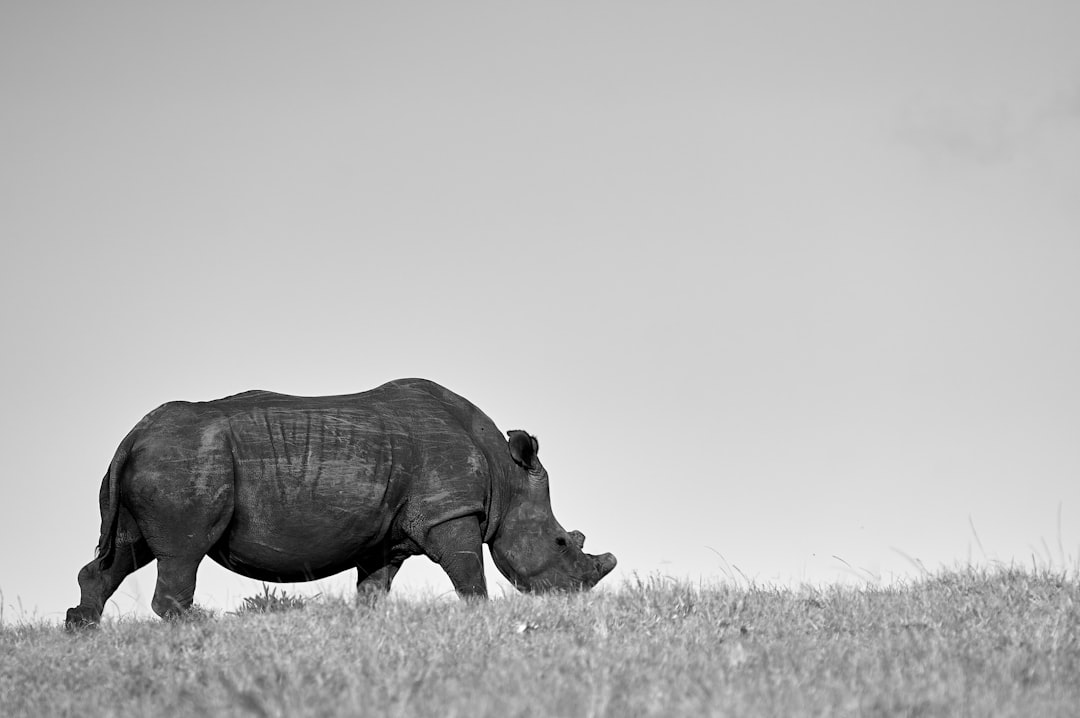 grayscale photo of rhinoceros on grass field