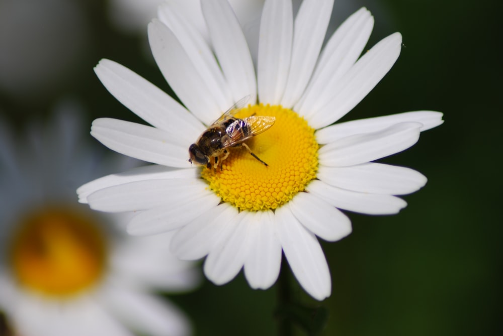 yellow and black bee on white daisy in close up photography during daytime