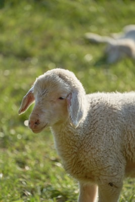 A young lamb stands in a grassy field, illuminated by soft, natural sunlight. Its wool appears fluffy and soft, with subtle curls. The background is a blur of green grass, evoking a peaceful, pastoral setting.