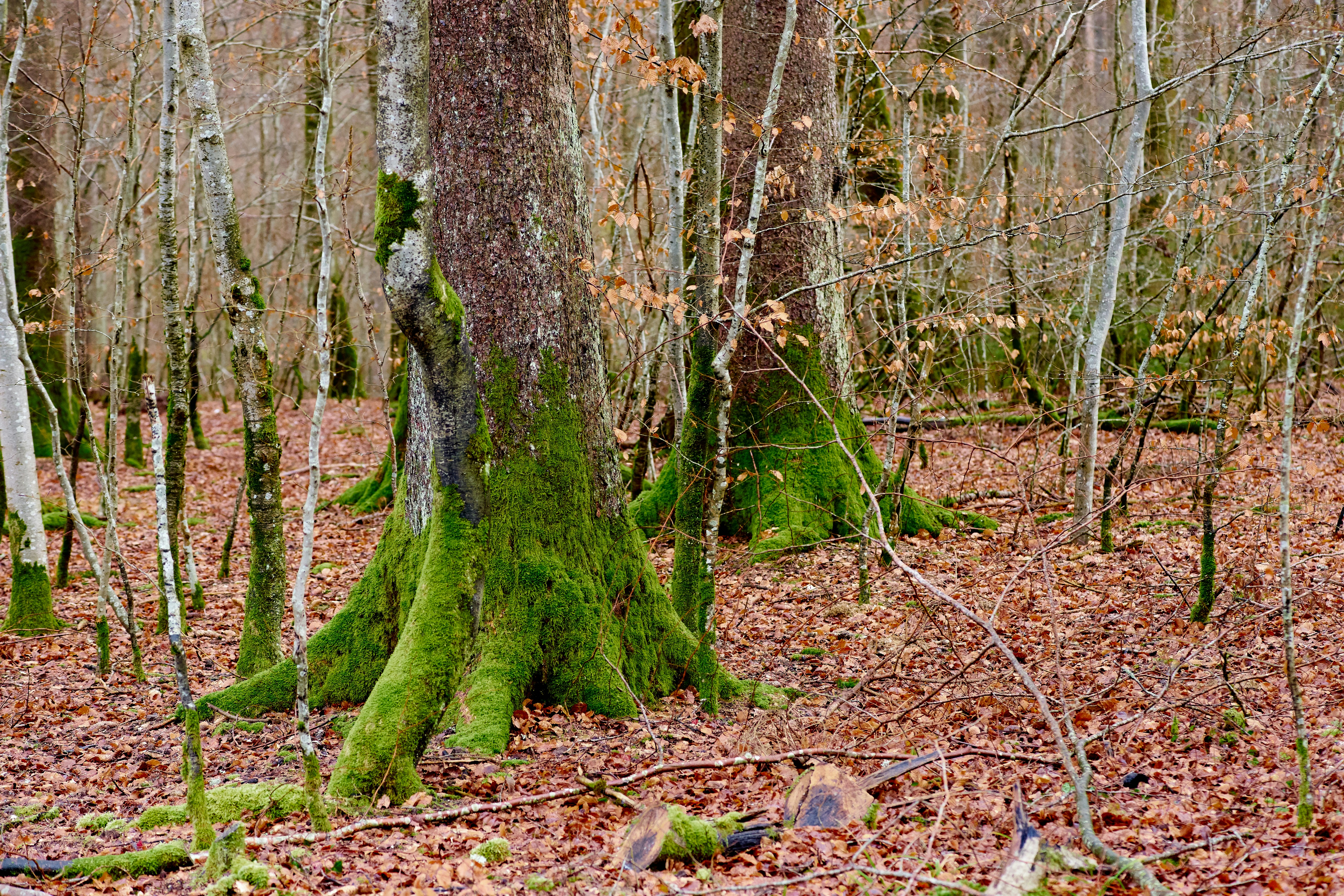 Photo by wolfgang_hasselmann