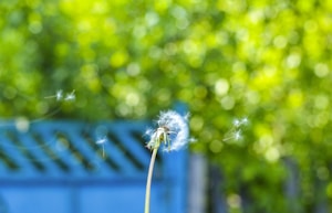 white dandelion in close up photography during daytime