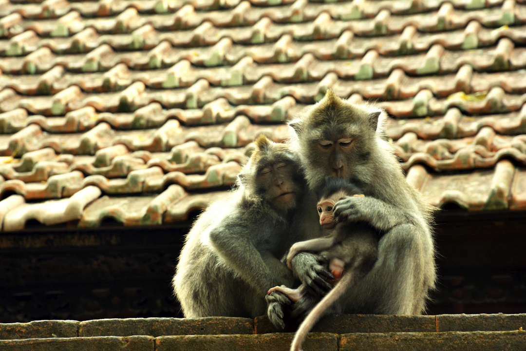 16-Day Indonesia Family Itinerary: Culture & Fun