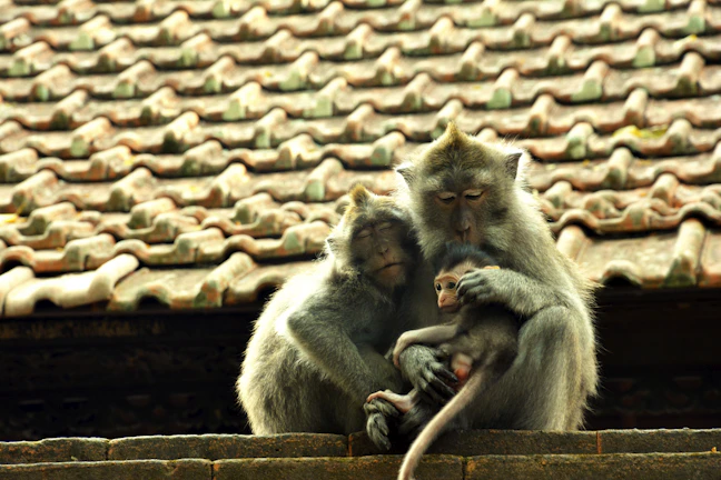 16-Day Indonesia Family Itinerary: Culture & Fun
