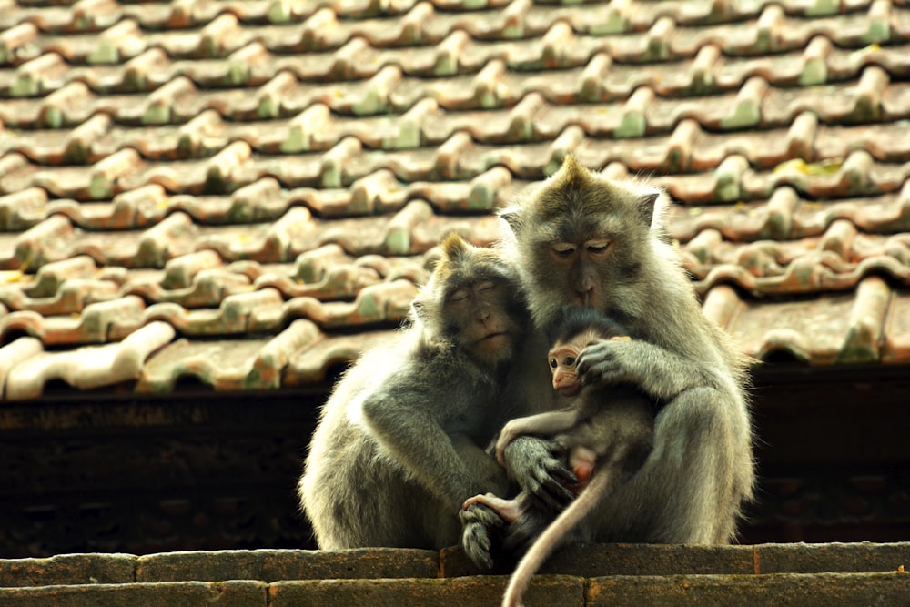 gray monkey sitting on roof during daytime
