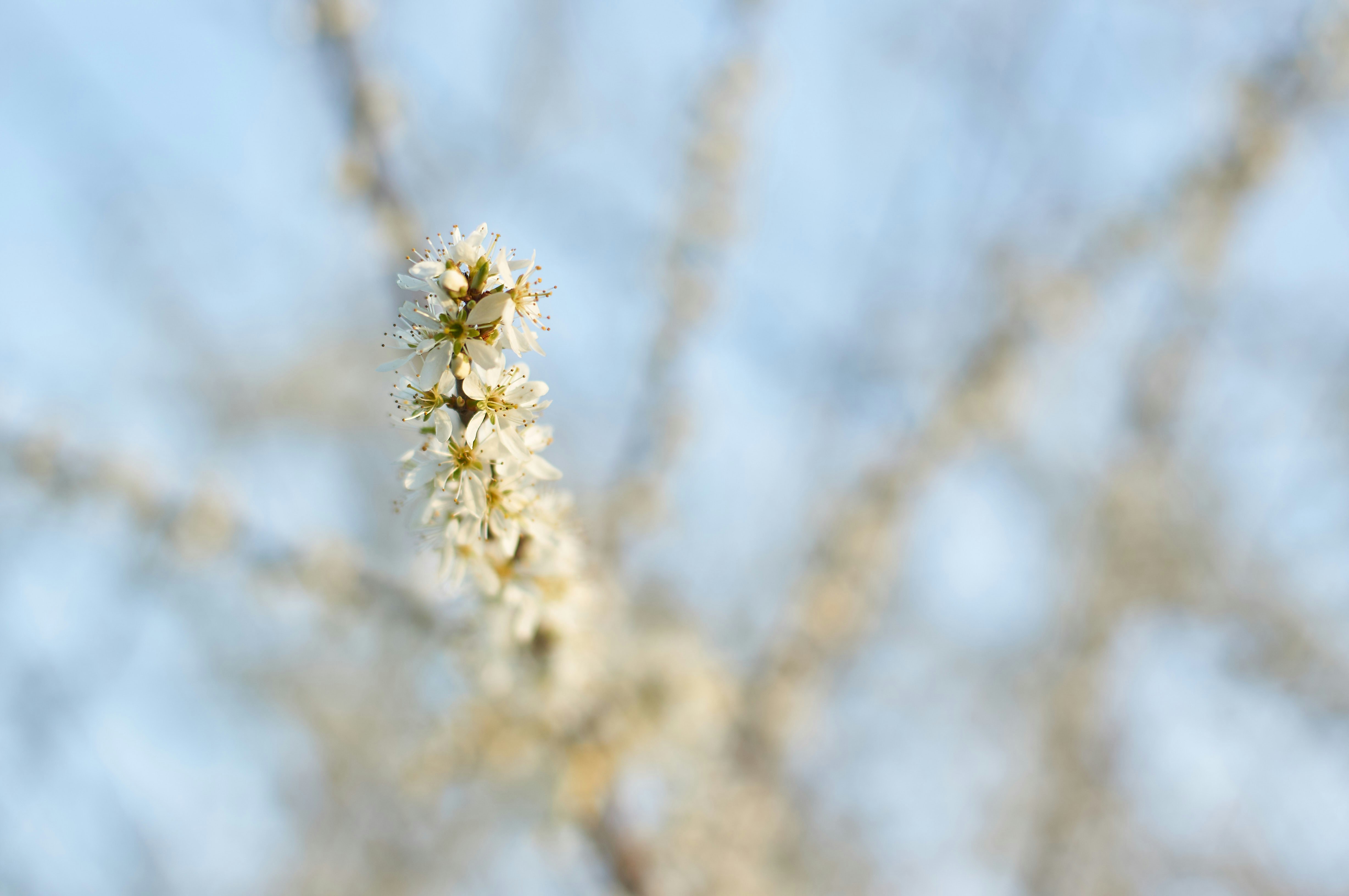 Photo by wolfgang_hasselmann