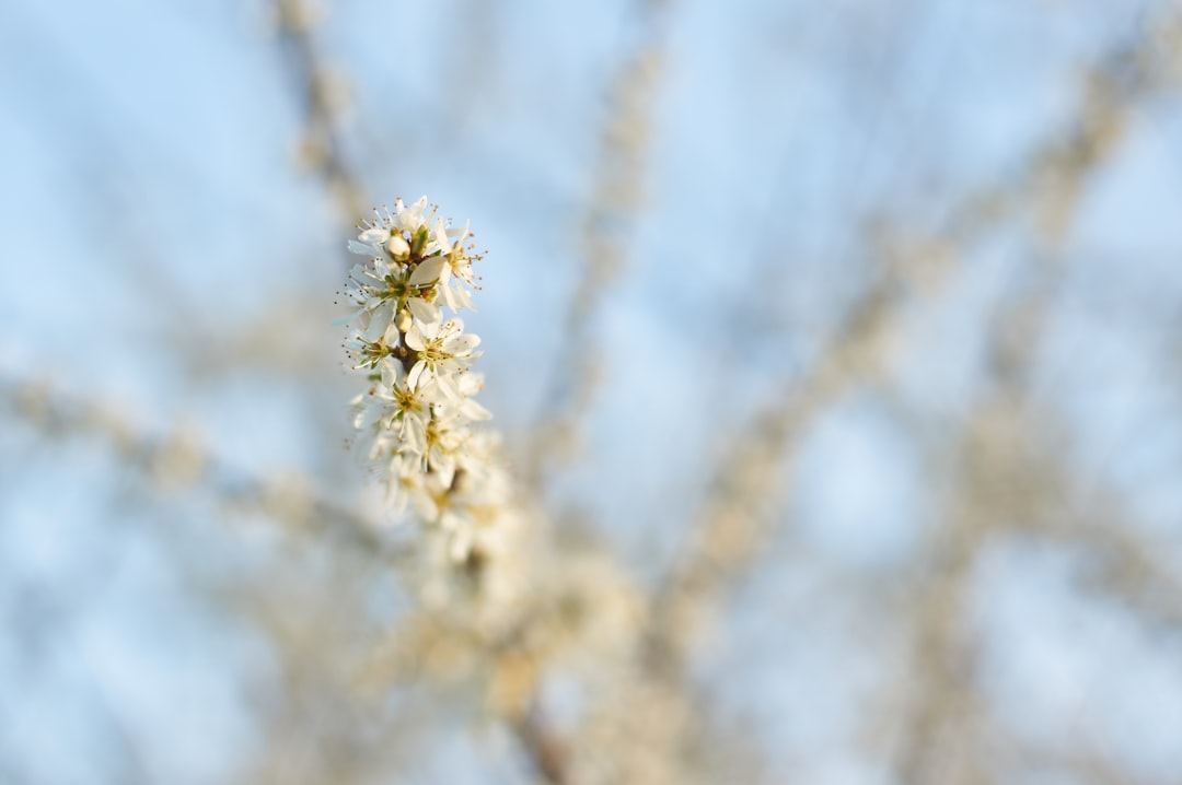 white and green plant in close up photography