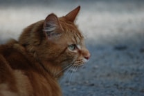 A close-up side profile of an orange tabby cat looking intently to the right against a blurred, neutral background. The cat's fur is a rich orange color with visible striping, and its eyes are a vivid green.