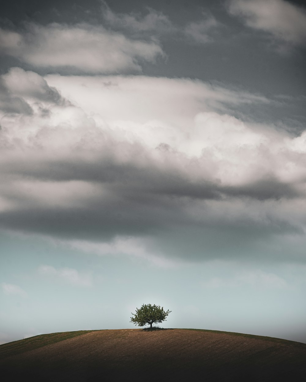 Grüner Baum unter grauen Wolken