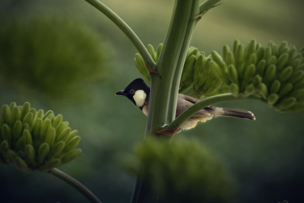 black and white bird on green plant