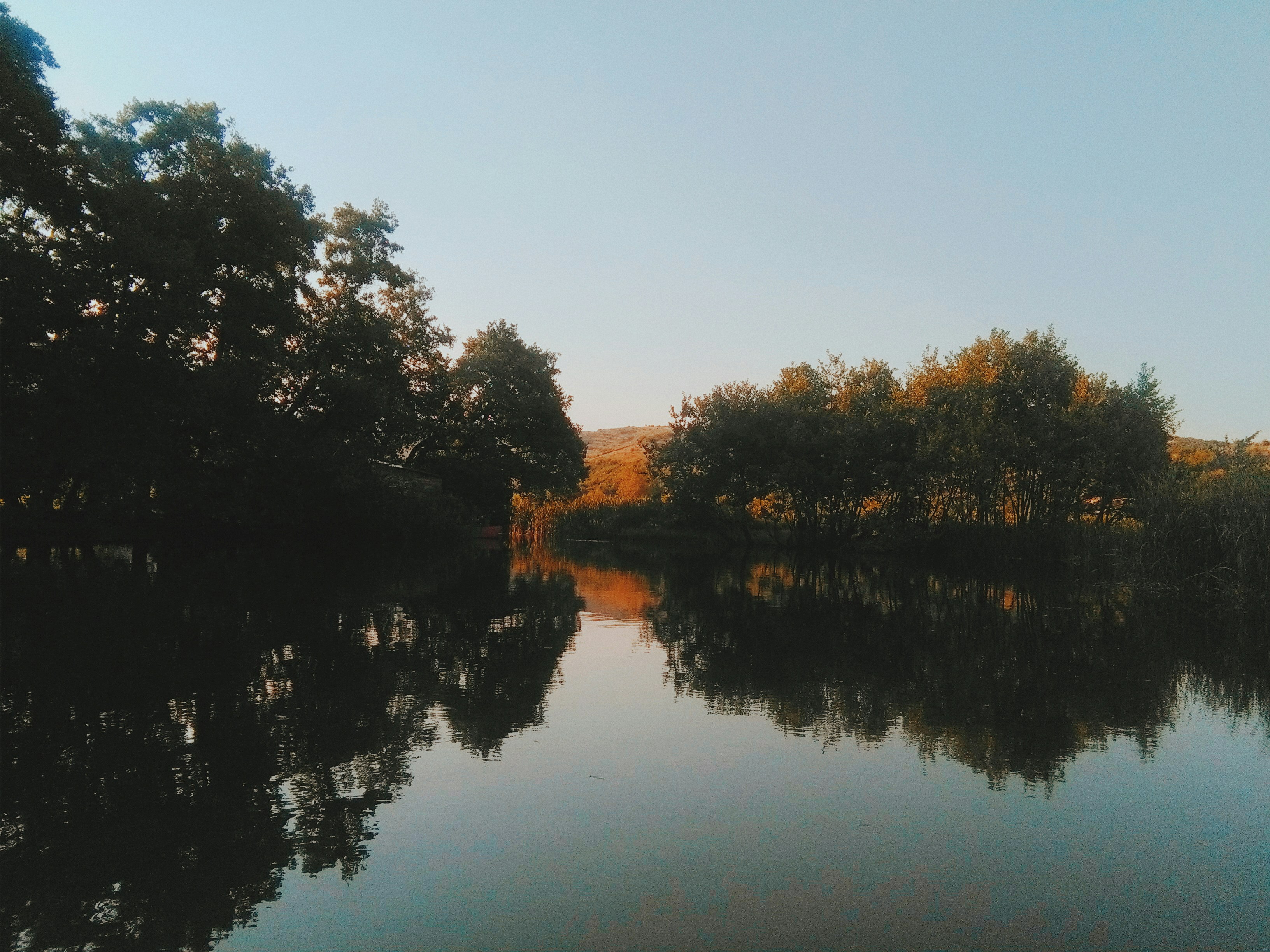 green trees beside lake during daytime, 