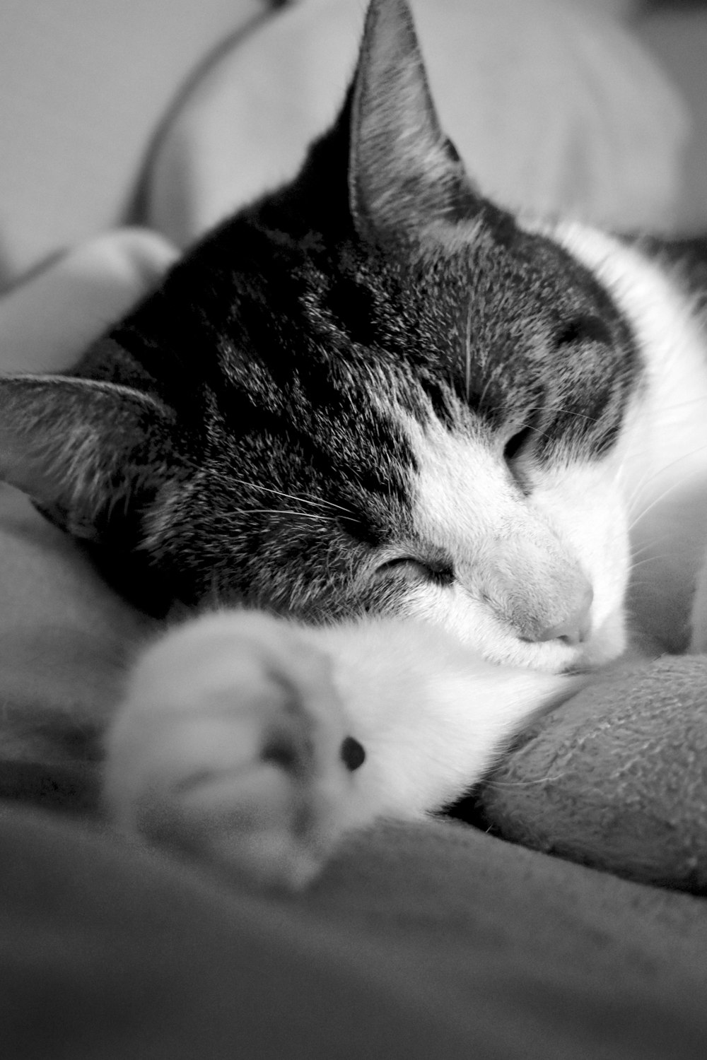 foto em tons de cinza do gato tabby deitado na cama