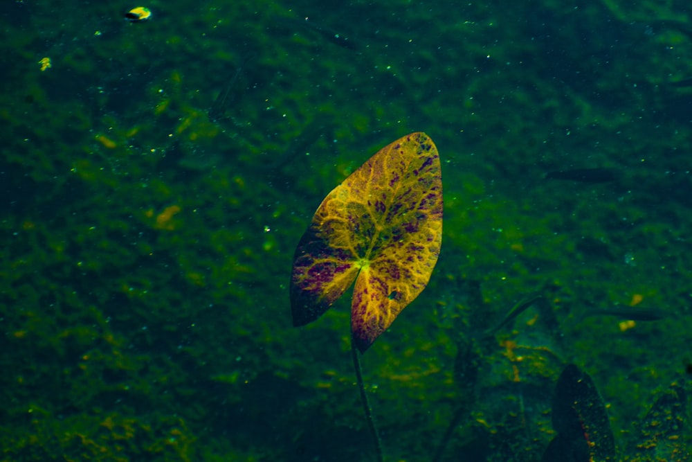 yellow and brown butterfly on green leaf