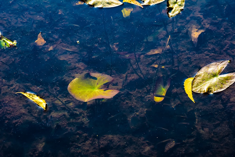 yellow and black fish on water